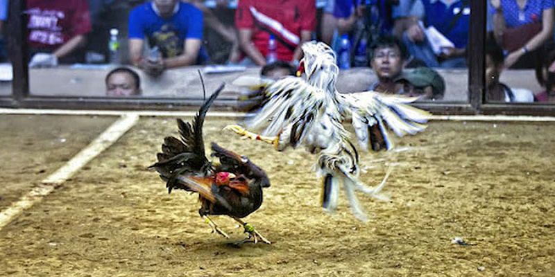 Chọn nhà cái uy tín là cách đá gà mạng luôn thắng