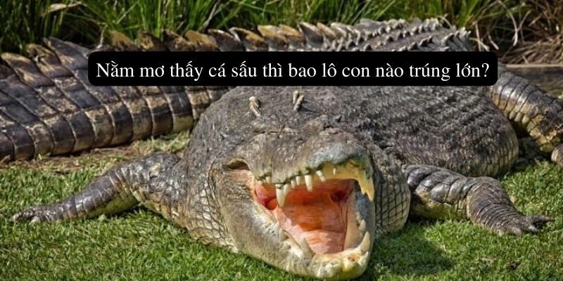 Nằm mơ thấy cá sấu thì bao lô con nào trúng lớn?