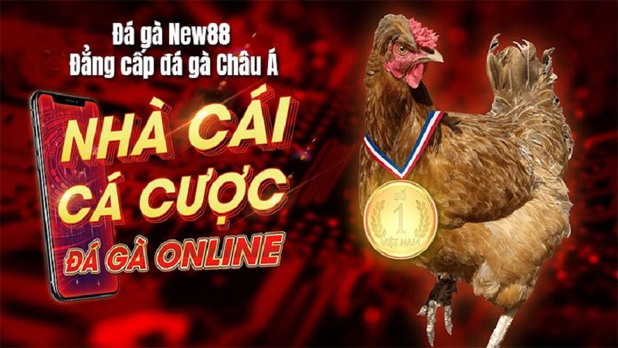 NEW88 có đủ mọi thông tin giúp cược thủ nhận định đá gà chuẩn hơn