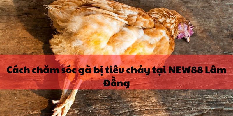 Dịch vụ cá cược trực tuyến uy tín New88 tại Lâm Đồng