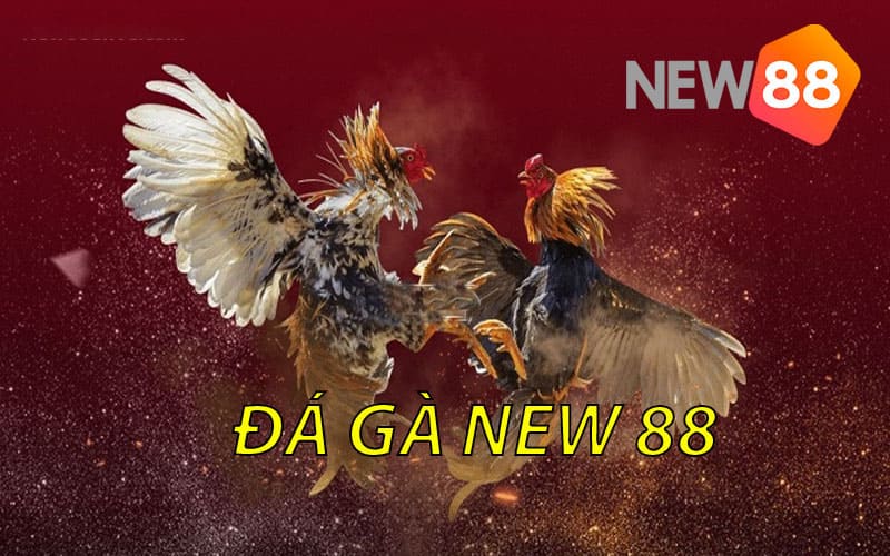 Đá gà thomo New88 Trà Vinh hấp dẫn