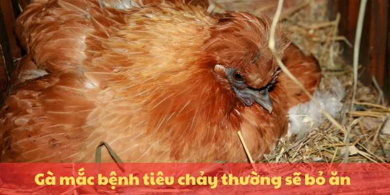 Gà mắc bệnh tiêu chảy thường sẽ bỏ ăn