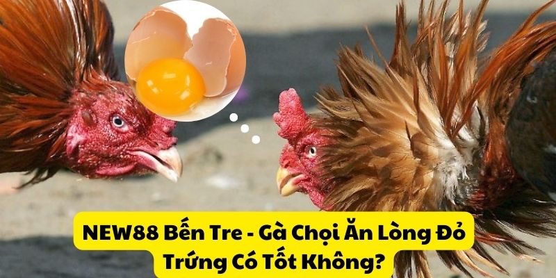 Dịch vụ cá cược trực tuyến uy tín New88 tại Bến Tre