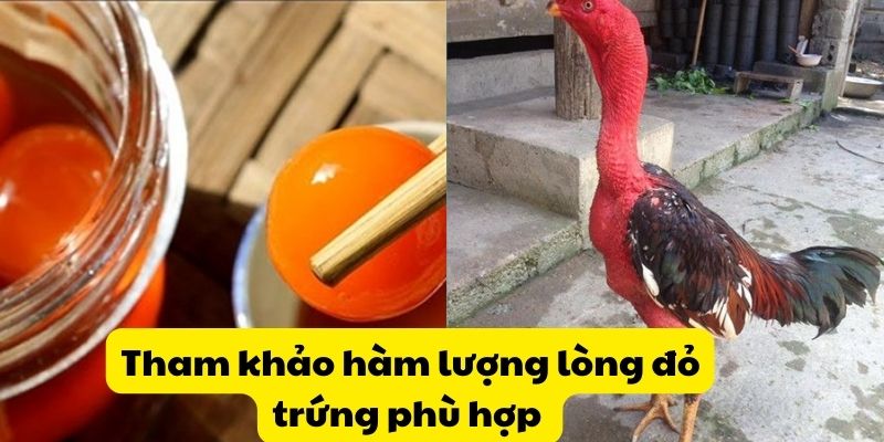 Tham khảo hàm lượng lòng đỏ trứng phù hợp