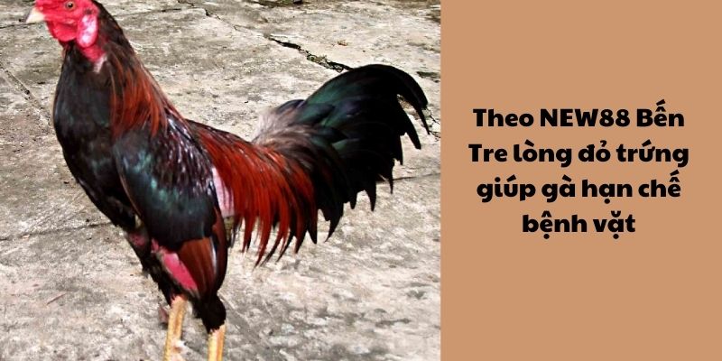 Theo New88 Bến Tre lòng đỏ trứng giúp gà hạn chế bệnh vặt