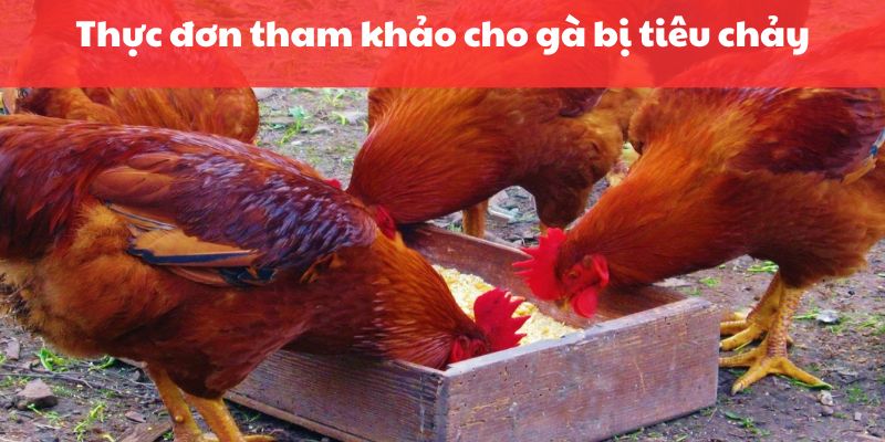 Thực đơn tham khảo cho gà bị tiêu chảy