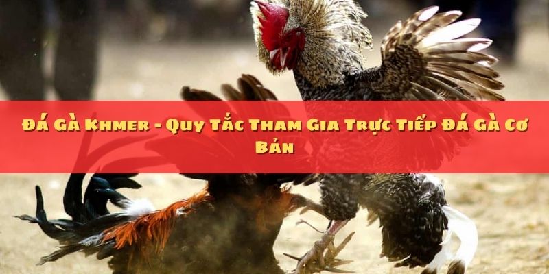 Đá Gà Khmer - Quy Tắc Tham Gia Trực Tiếp Đá Gà Cơ Bản