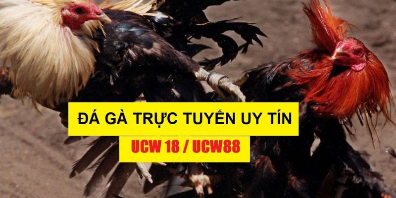 Sơ lược về trực tiếp đá gà cựa sắt NEW88