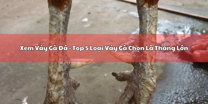 Xem Vảy Gà Đá - Top 5 Loại Vảy Gà Chọn Là Thắng Lớn